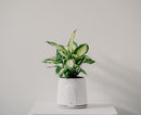 Vitesy Natede Basic Purificateur d'Air Naturel